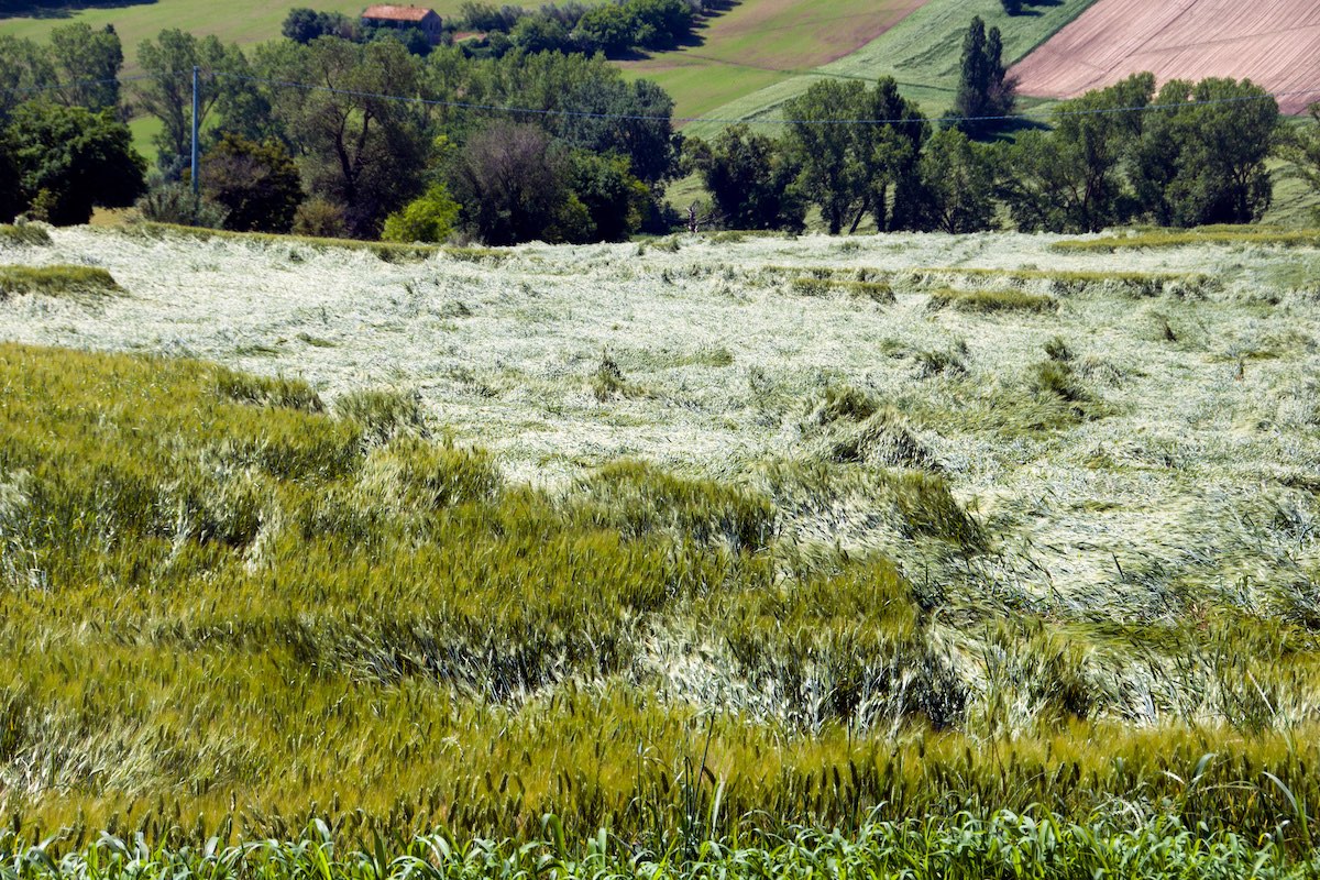 Le organizzazioni agricole Coldiretti e Cia chiedono al Governo urgenti provvedimenti per il settore cerealicolo, colpito contemporaneamente da crisi di produzione e di mercato (Foto di archivio)