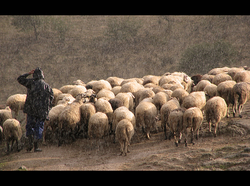 Emergenza neve: in Abruzzo crolla un ovile, strage di pecore