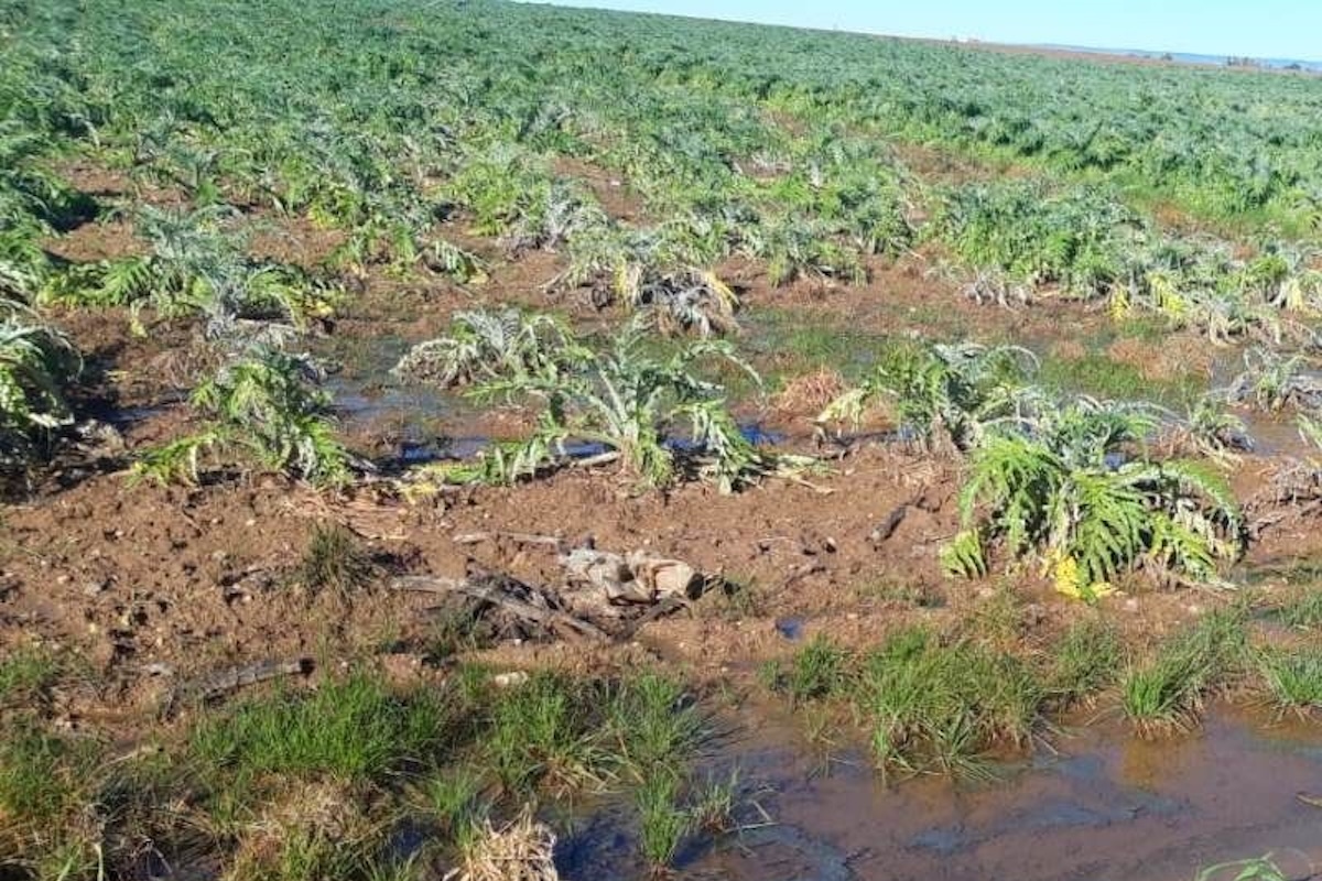 Danni del maltempo alle orticole in pieno campo in Sardegna, Samassi