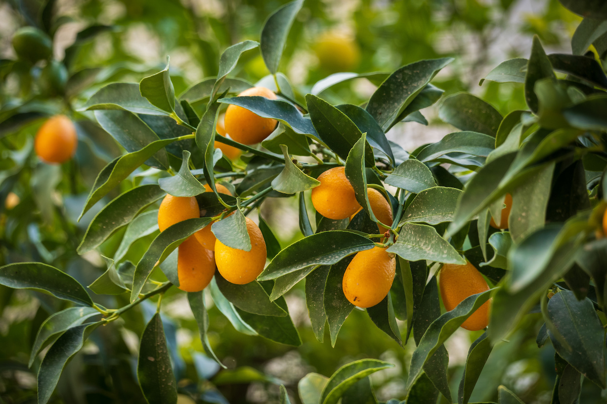il mandarino cinese, Fortunella margarita, è chiamato anche kumquat o nagami