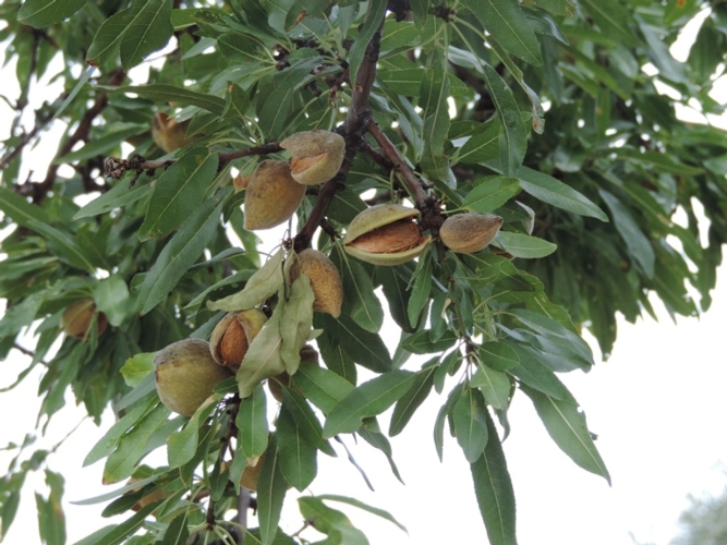 Mandorlo, varietà Pappamucco, una delle cultivar tipiche pugliesi salvata dal progetto 