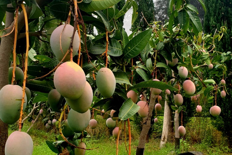 Mango, un frutto tropicale di qualità sempre più apprezzato dai consumatori europei