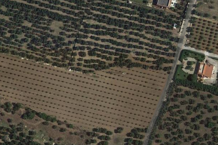 Un oliveto visto dal satellite