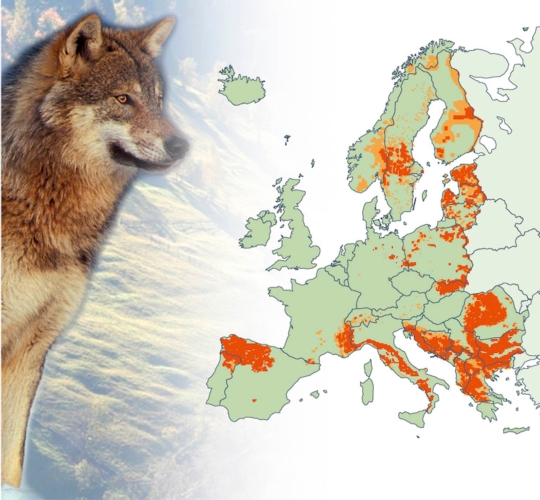 I grandi carnivori, vale a dire lupi, orsi, linci e ghiottoni, sono specie protette nell'Unione europea