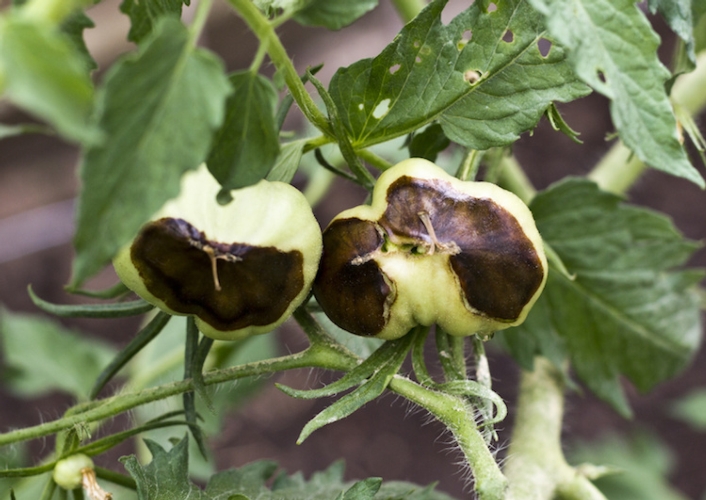 Il marciume apicale del pomodoro non è causato da un microrganismo, ma da uno squilibrio nutrizionale