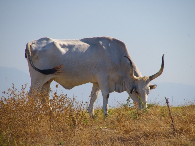 Un esemplare di vacca maremmana al pascolo