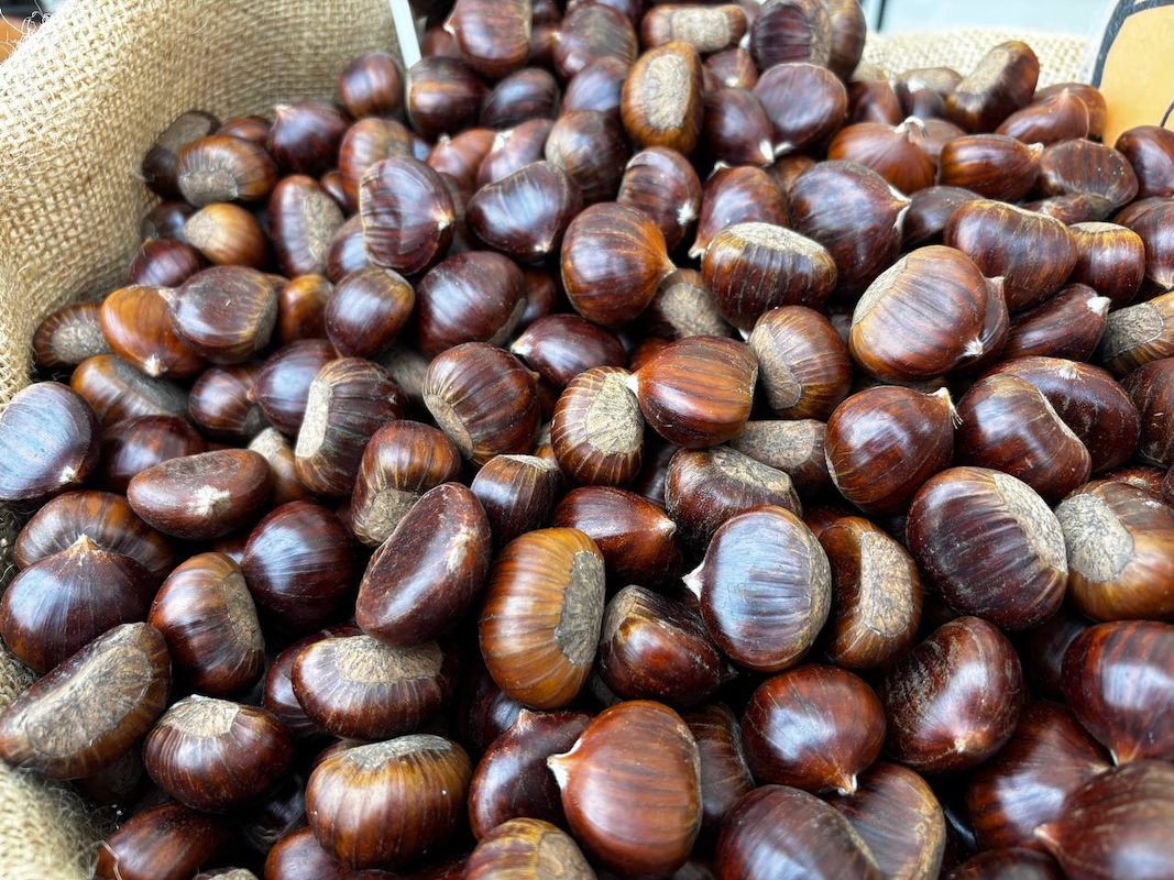 Marroni in esposizione a Castanea Expo 2025