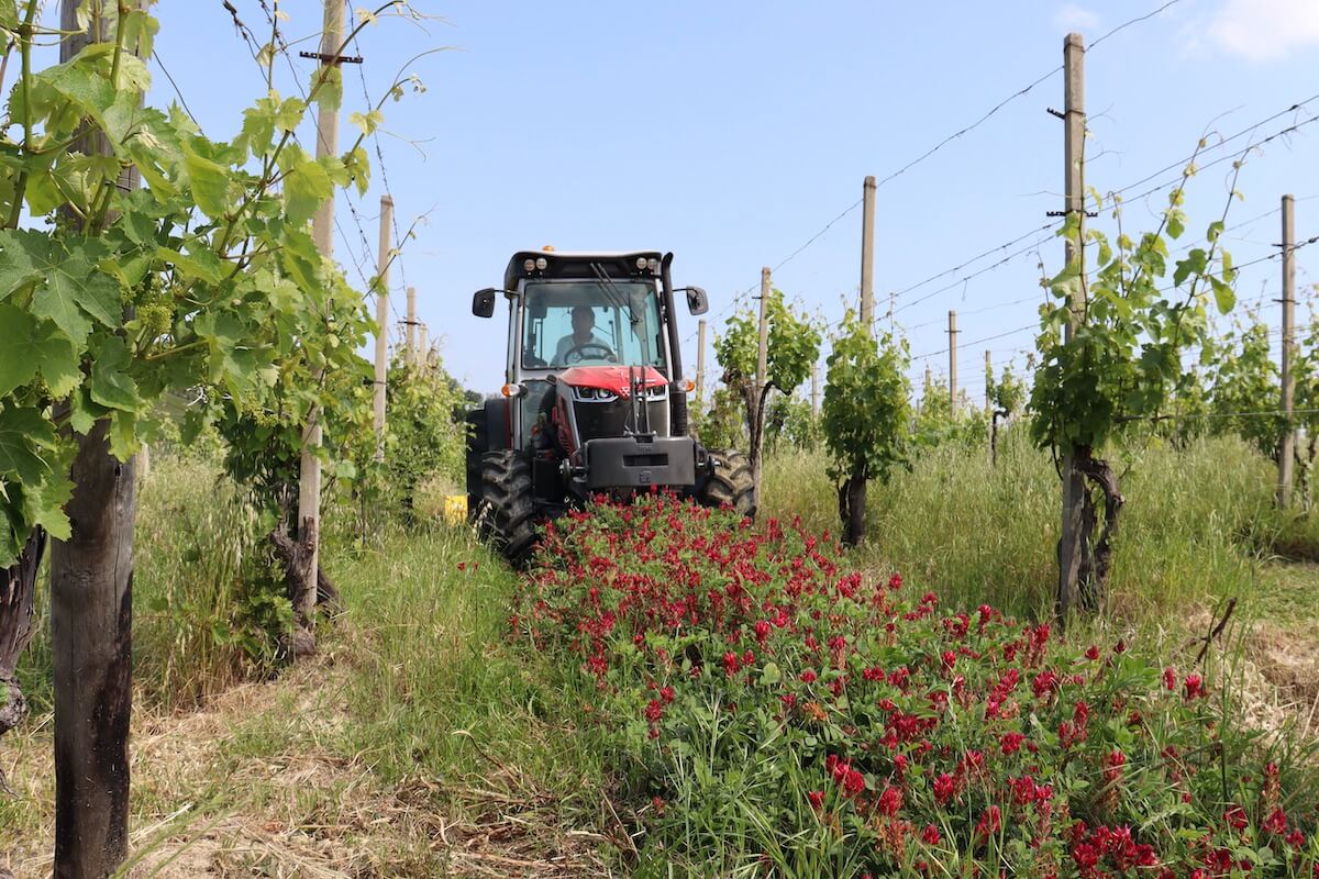 Modello MF 3.115 FR in azione tra i filari dell'azienda vitivinicola Filodivino nelle Marche