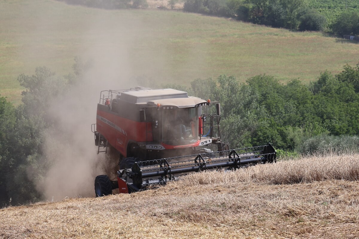 Massey Ferguson MF Beta 7360 AL4 durante la raccolta del frumento a San Lorenzo In Noceto