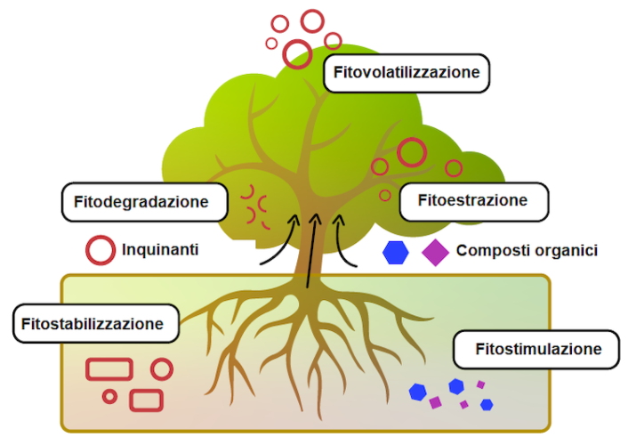 meccanismi-della-fitodepurazione-terzo-art-feb-2022-rosato-fonte-phy2climate.png