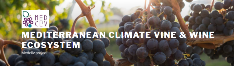 Partecipare al sondaggio aiuterà a definire scenari e azioni strategiche per limitare gli impatti dei cambiamenti climatici sul settore vitivinicolo