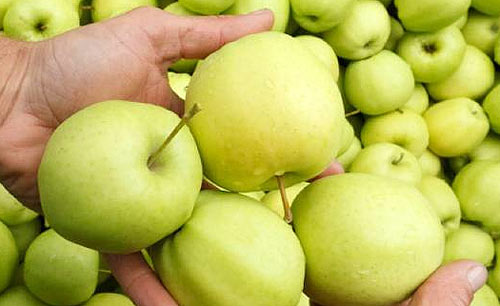 In Italia si prevedono circa 2 milioni di tonnellate di mele, mentre in Europa quasi 10 milioni di tonnellate