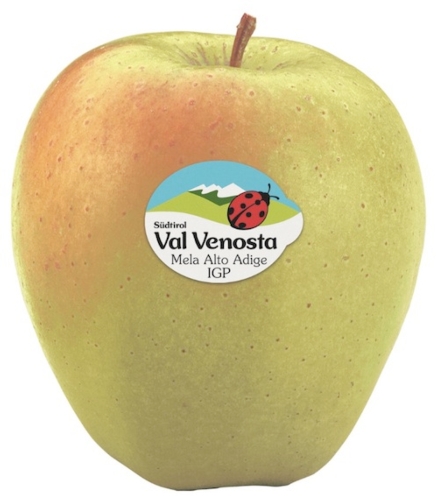 Val Venosta, raccolte 191.170 tonnellate di Golden Delicious