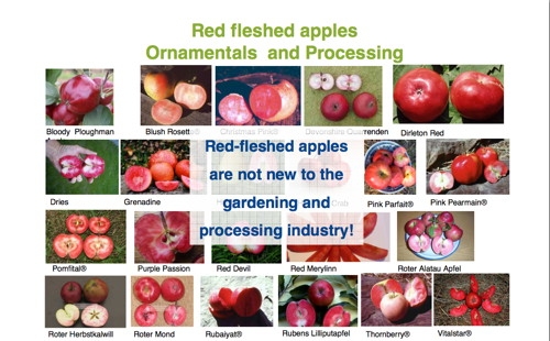 Alcune varietà a polpa rossa tradizionalmente utilizzate per l'impiego ornamentale e per l'industria di trasformazione