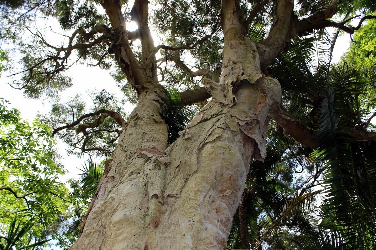 Melaleuca styphelioides, l'albero della corteccia di carta