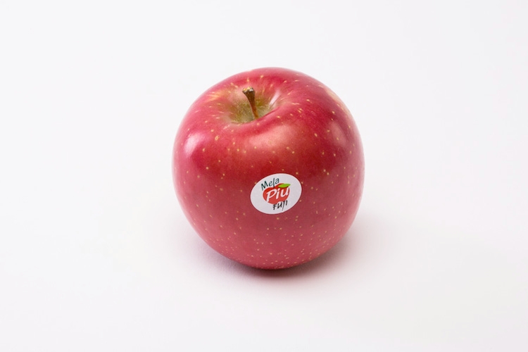 Si è aperta oggi a campagna 2014/15 della mela Fuji di Pianura MelaPiù