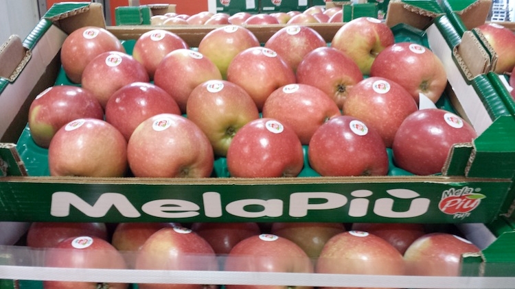 Il Consorzio stima un raccolto complessivo di circa 20.000 tonnellate di mele