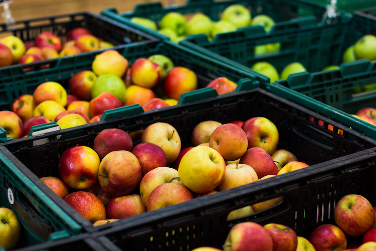Mercato delle mele, l'evoluzione e i fattori che lo stanno condizionando - Plantgest news sulle varietà di piante