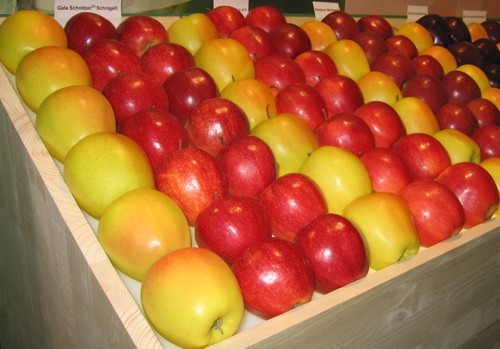 Per le mele una richiesta soddisfacente e dinamica sia nel mercato interno che estero