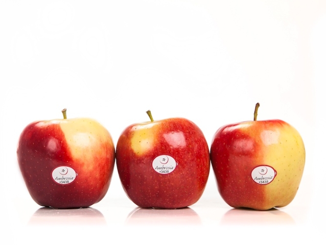 La commercializzazione della mela Ambrosia™ è proceduta regolarmente dall'autunno fino ad oggi