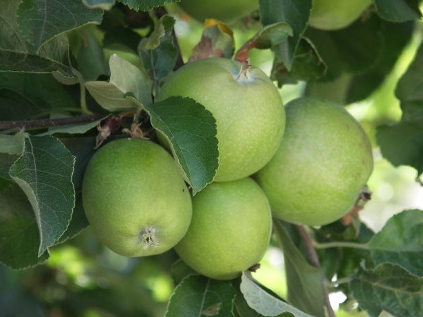 L'Italia è il primo produttore europeo di mele con circa 70mila ettari coltivati e produce oltre 2 milioni di tonnellate