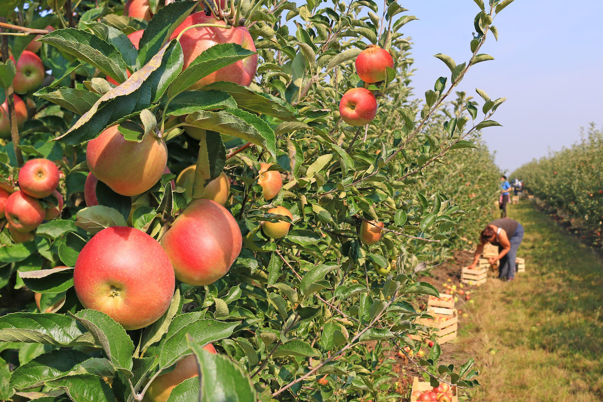 Nuova campagna di promozione della mela piemontese (Foto di archivio)
