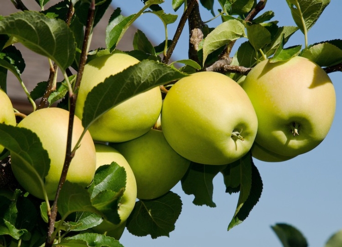 CheckMate Puffer® CM-O è un prodotto atto al controllo di carpocapsa impiegabile su melo, pero, cotogno e altre pomacee