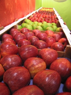 Alcune mele in mostra durante Interpoma 2008