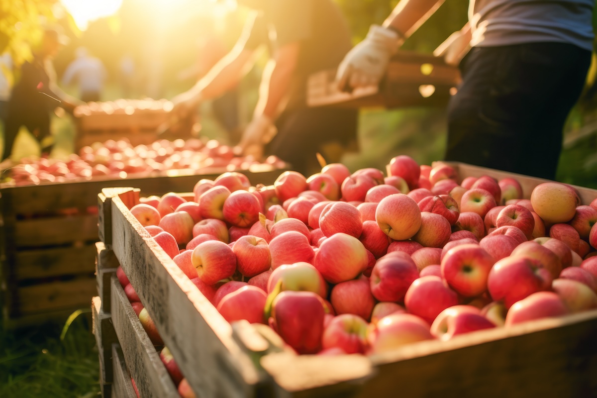 Le vendite di mele per il mercato fresco hanno sfiorato le 193.000 tonnellate (Foto di archivio)