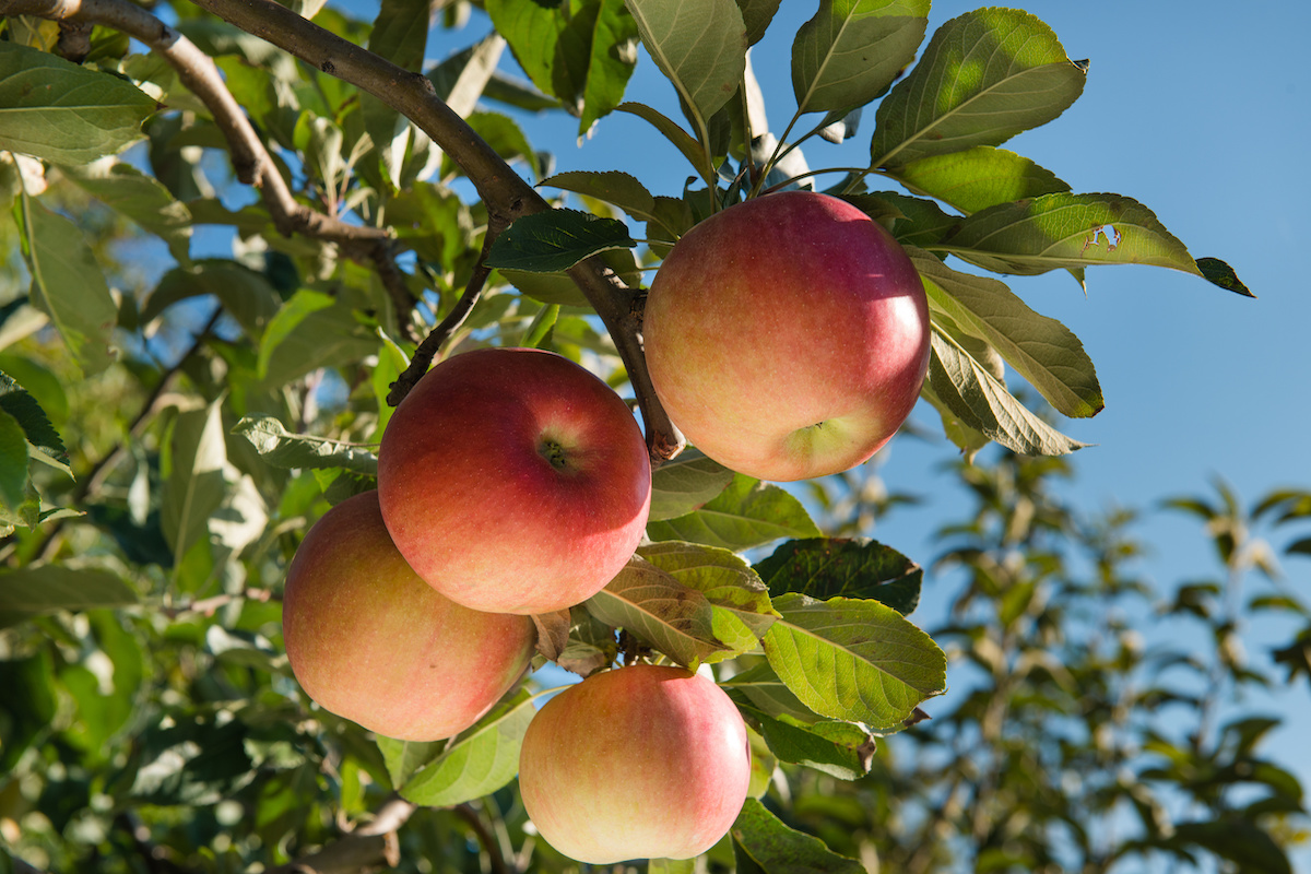 Le notizie che arrivano dall'Emisfero Sud potrebbe essere buone per il comparto italiano delle mele (Foto di archivio)