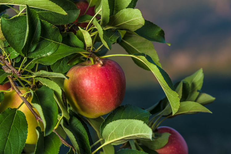 Il calibro, anche a livello europeo, si attesta sui valori tipici per le mele Kanzi®, 65-85mm