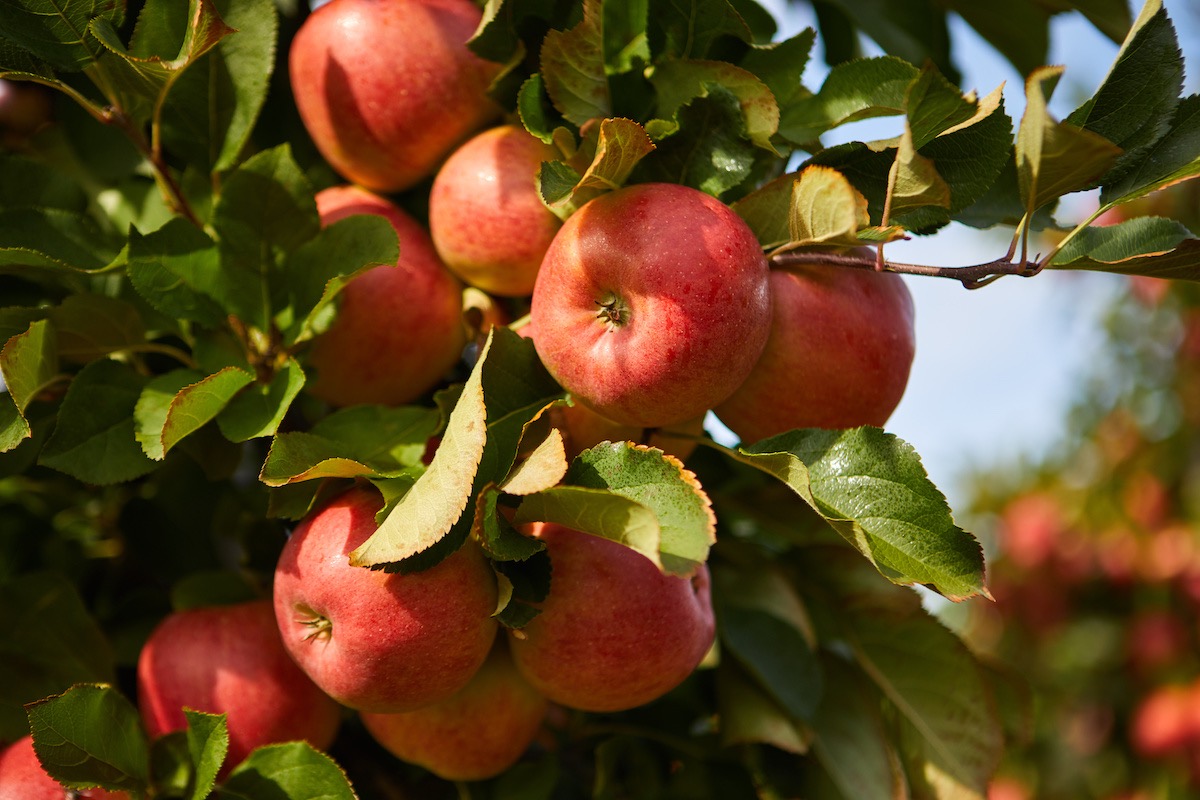 Agrowin Biosciences per la frutticoltura (Foto di archivio)