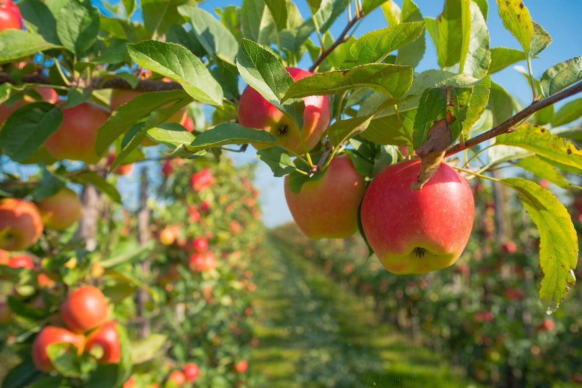 Le scorte totali per le mele da tavola sono a 1.162.375 tonnellate, le più basse nel mese di gennaio da dieci anni a questa parte (Foto di archivio)
