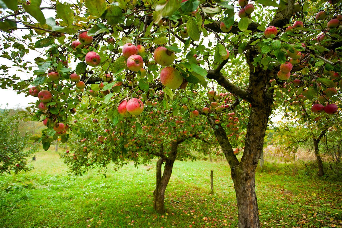 Come accelerare la caduta delle foglie nel melo