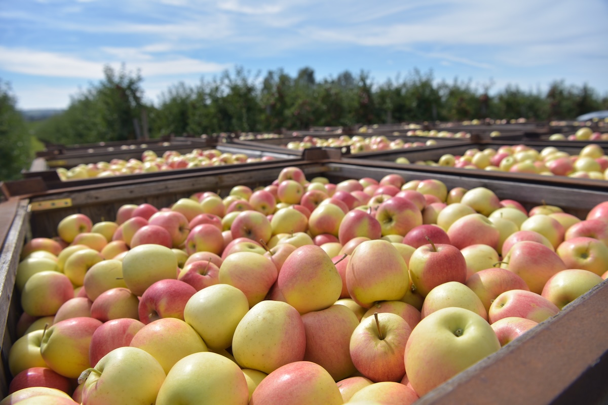 La campagna melicola 2024 avrà rese più basse ma frutti di buona qualità