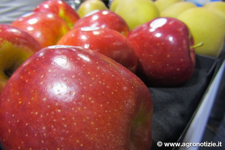 Ricerca, mercato, tecnologia: nuove prospettive per la mela