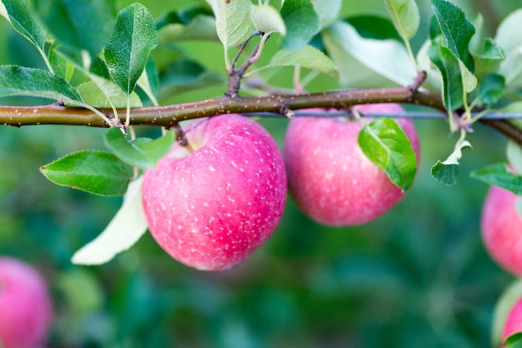 Cristofori: 'Le mele saranno sempre di più di colore più acceso e brillante, e con polpa dall'ottimo sapore e croccante'