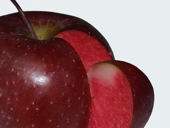 Le mele a polpa rossa stanno suscitando grande interesse: rappresentano un prodotto nuovo, praticamente sconosciuto fino ad oggi