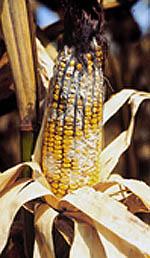 I danni visibili delle micotossine sul mais