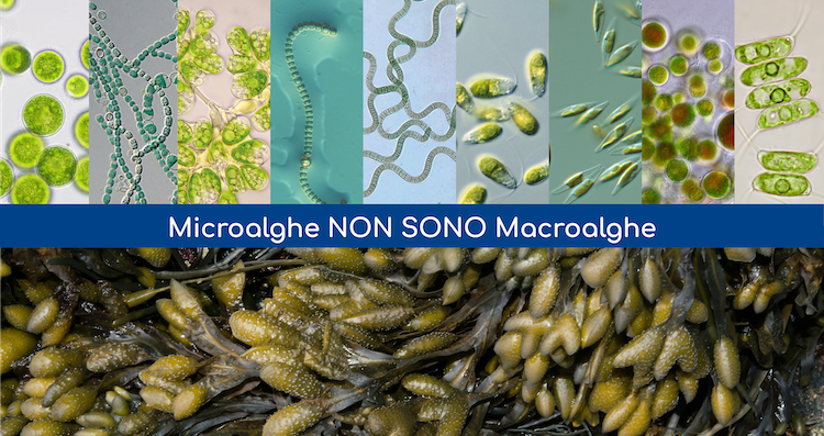 Il processo biotecnologico di produzione delle microalghe è leggero e privo di degradazioni