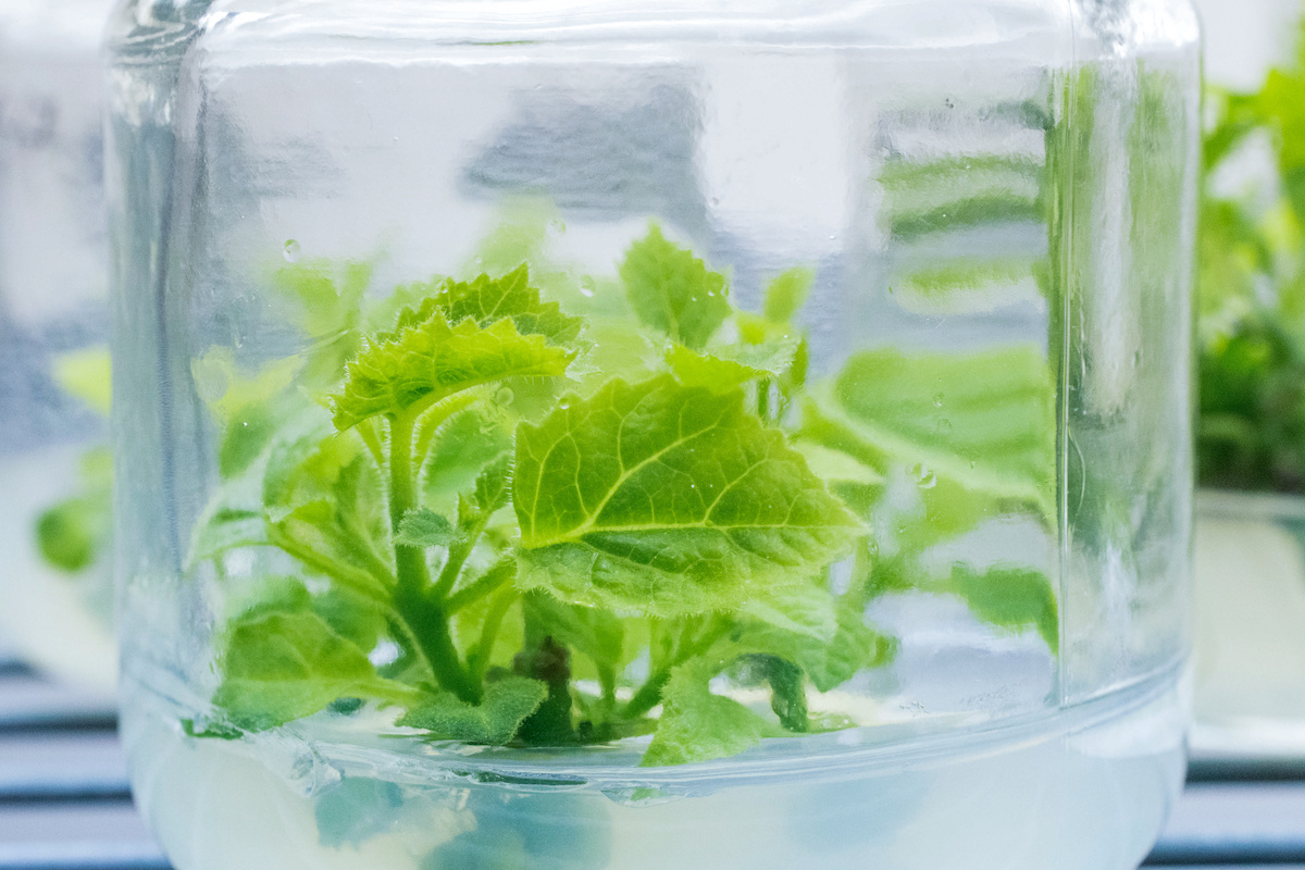 Il microinnesto erbaceo permette di fornire al vivaismo piante idonee per la produzione