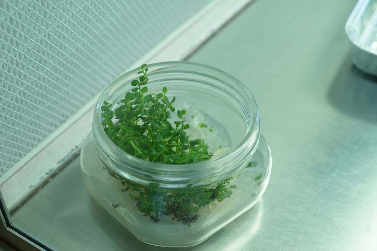 Il microinnesto erbaceo porta notevoli vantaggi nel propagare e risanare le piante