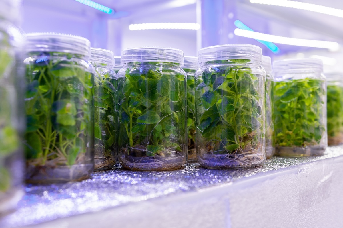Micropropagazione di piante