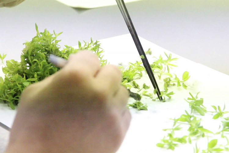 Micropropagazione e tecnologie in vitro - Plantgest news sulle varietà di piante