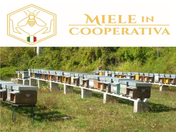 Il logo di Miele in Cooperativa: ottomila soci, 300mila alveari, nove regioni rappresentate