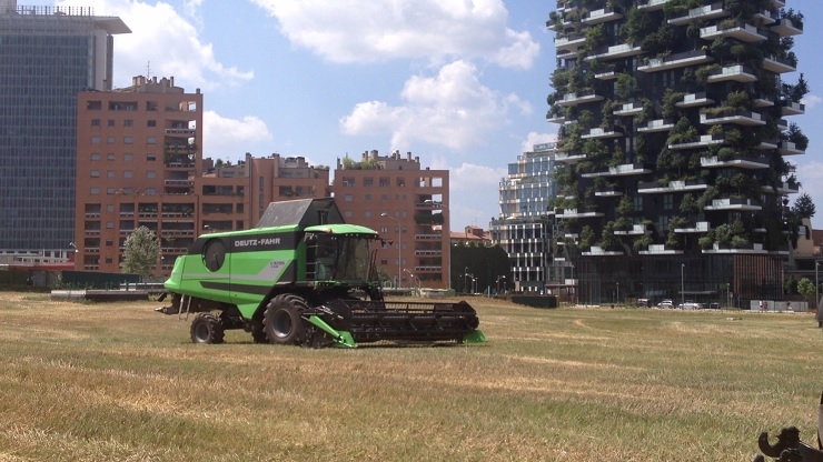 La mietitura del grano in centro a Milano