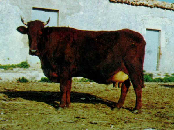Vacca razza Modicana