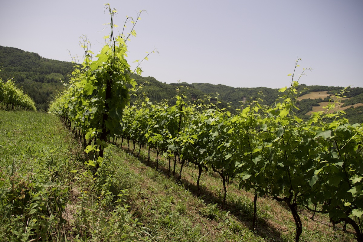 Risorse in Emilia Romagna per le Strade dei Vini e dei Sapori (Foto di archivio)