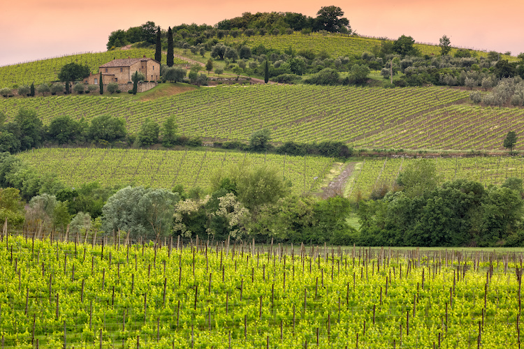 Aziende agricole, la Toscana stanzia 26 milioni per gli investimenti (Foto di archivio)