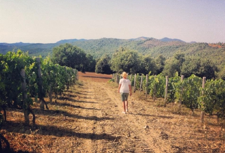 Una veduta delle vigne della Fattoria di Statiano, con sullo sfondo le colline di Pomarance